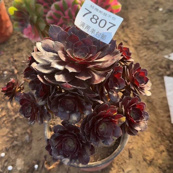 7807黑美人多肉植物