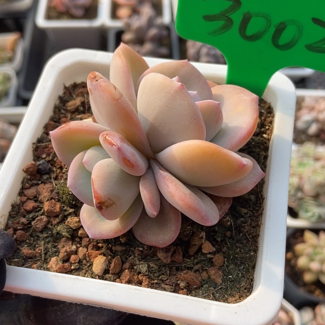 3002奶茶多肉植物