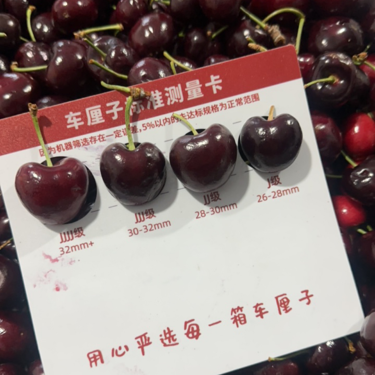 车厘子3J桑提娜混装智利海运4斤桑提娜智利