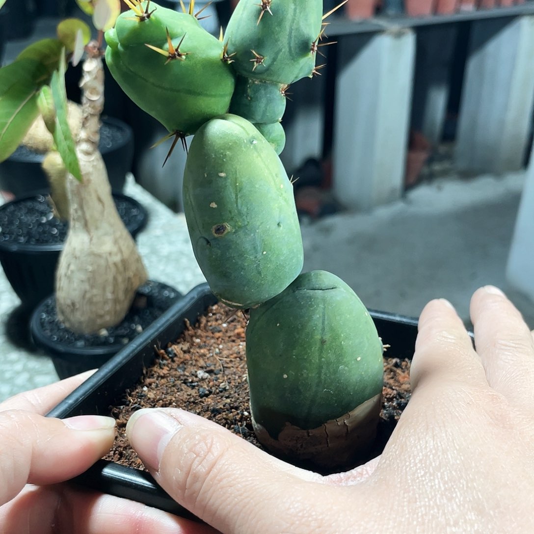 米奇型666666666666666666