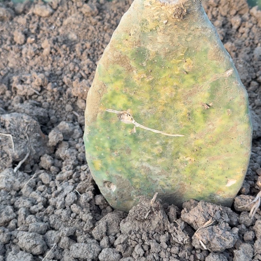 完全开放老庄单片