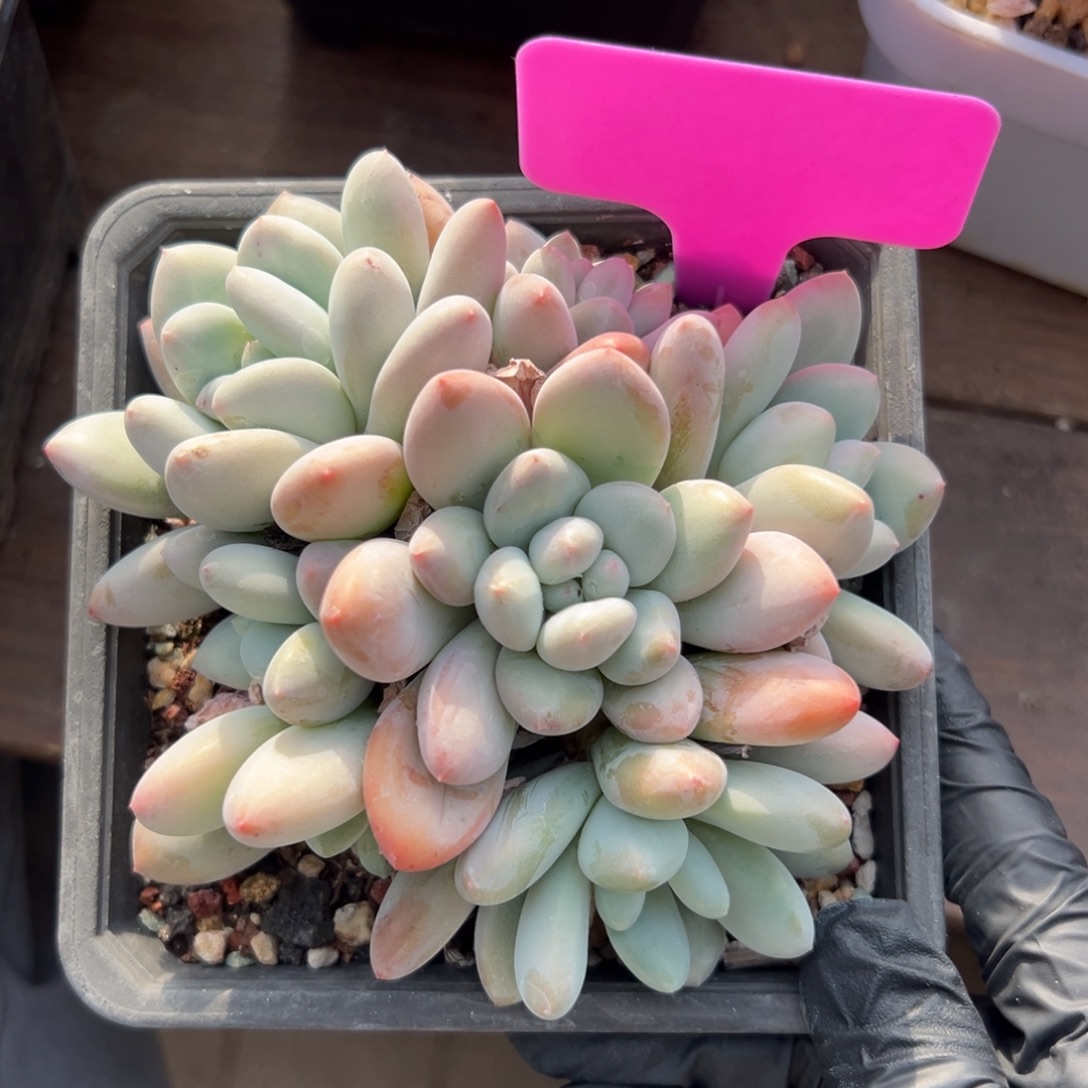 香水111111111111111111