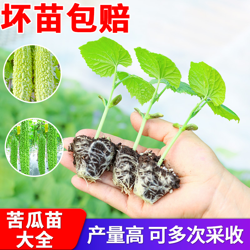 本地老品种苹果苦瓜苗秧苗大顶水果长大肉苦瓜种籽苗蔬菜苗秧苗
