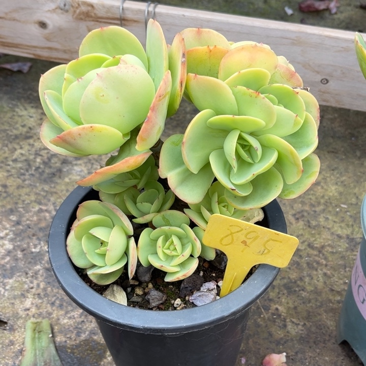 鸡***姐鸡蛋碧桃多肉植物8 9 5