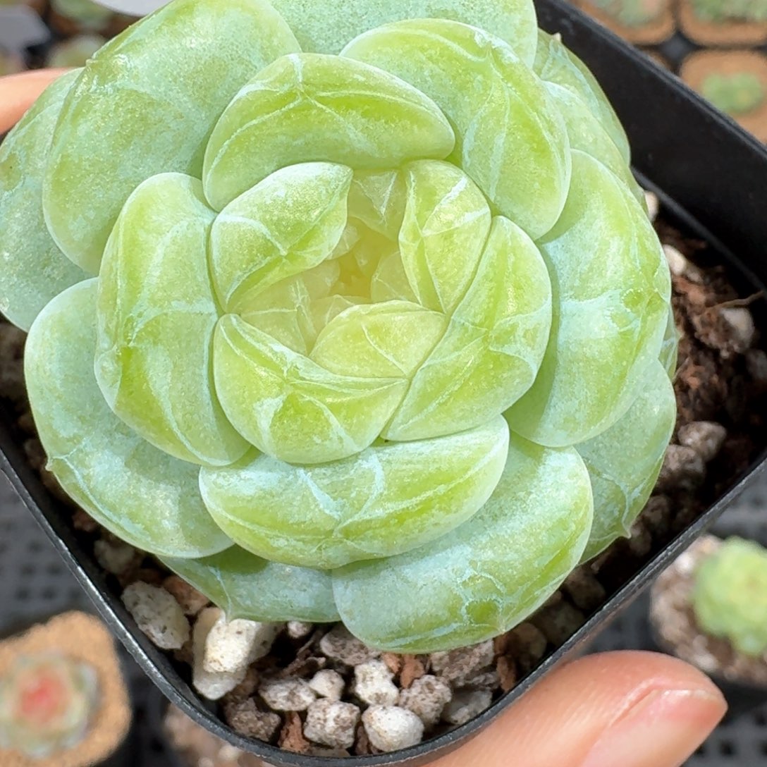 0318-2-白星母本单头一颗