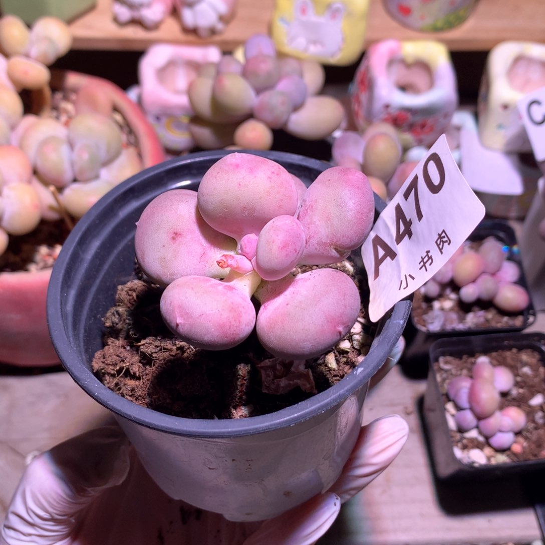 470 小屁桃奶酪多肉