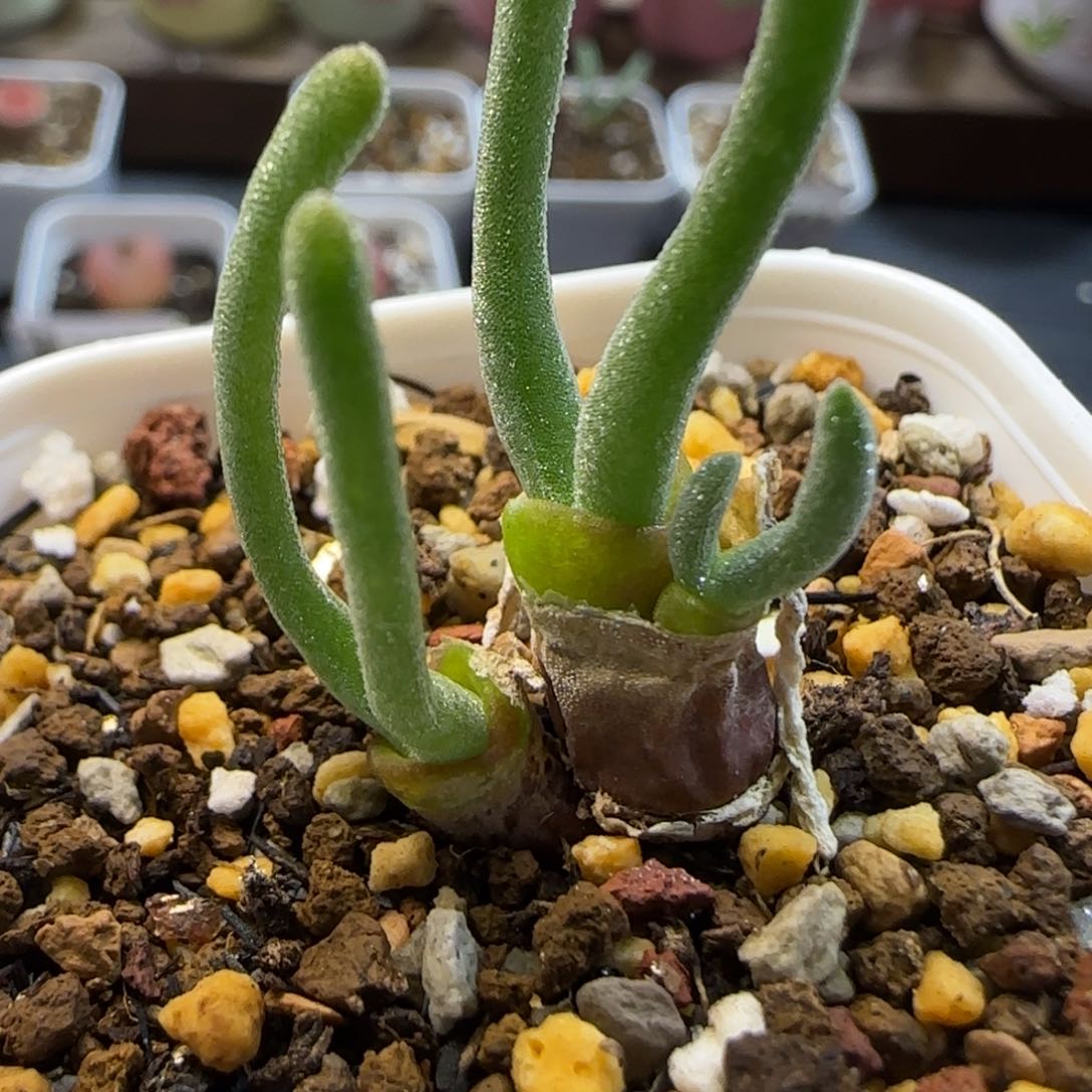 1。12。7005。蟹老板大战痞老板 碧光环