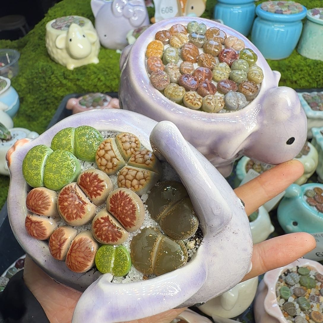 多肉植物福利冲712