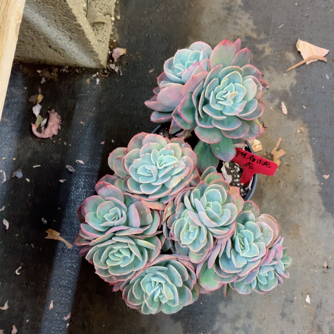 阿布桃，蝴蝶，周老太多肉