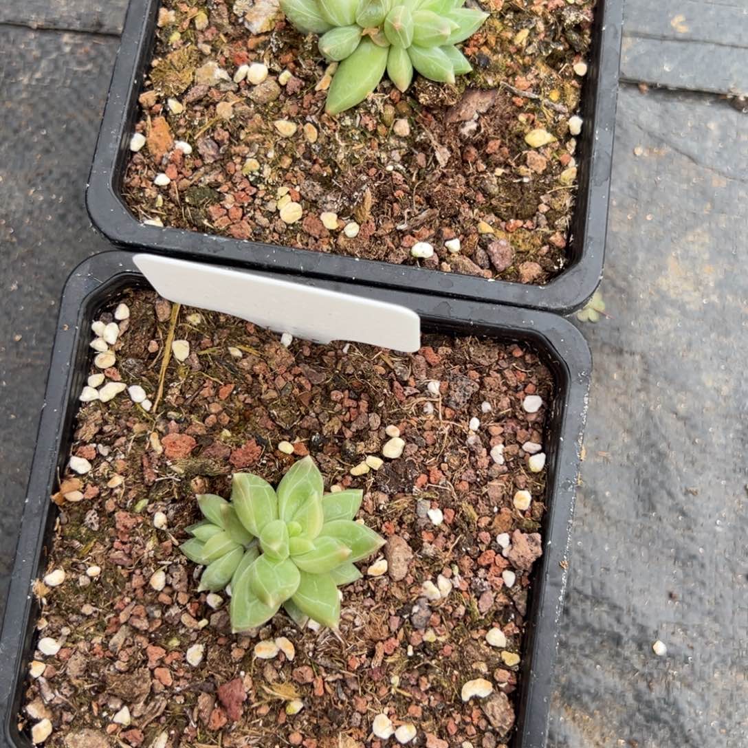 鱼****11111211121111111，