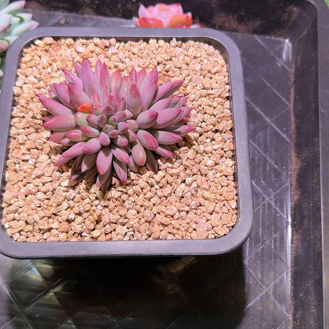 指*官虞美人多肉植物一物一拍
