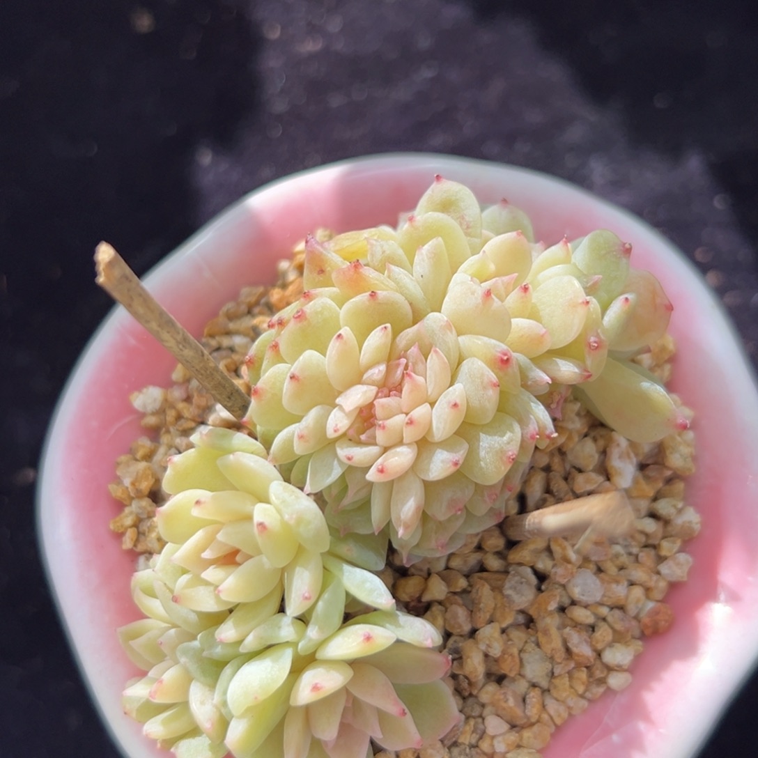  新年快乐 ，新年快乐