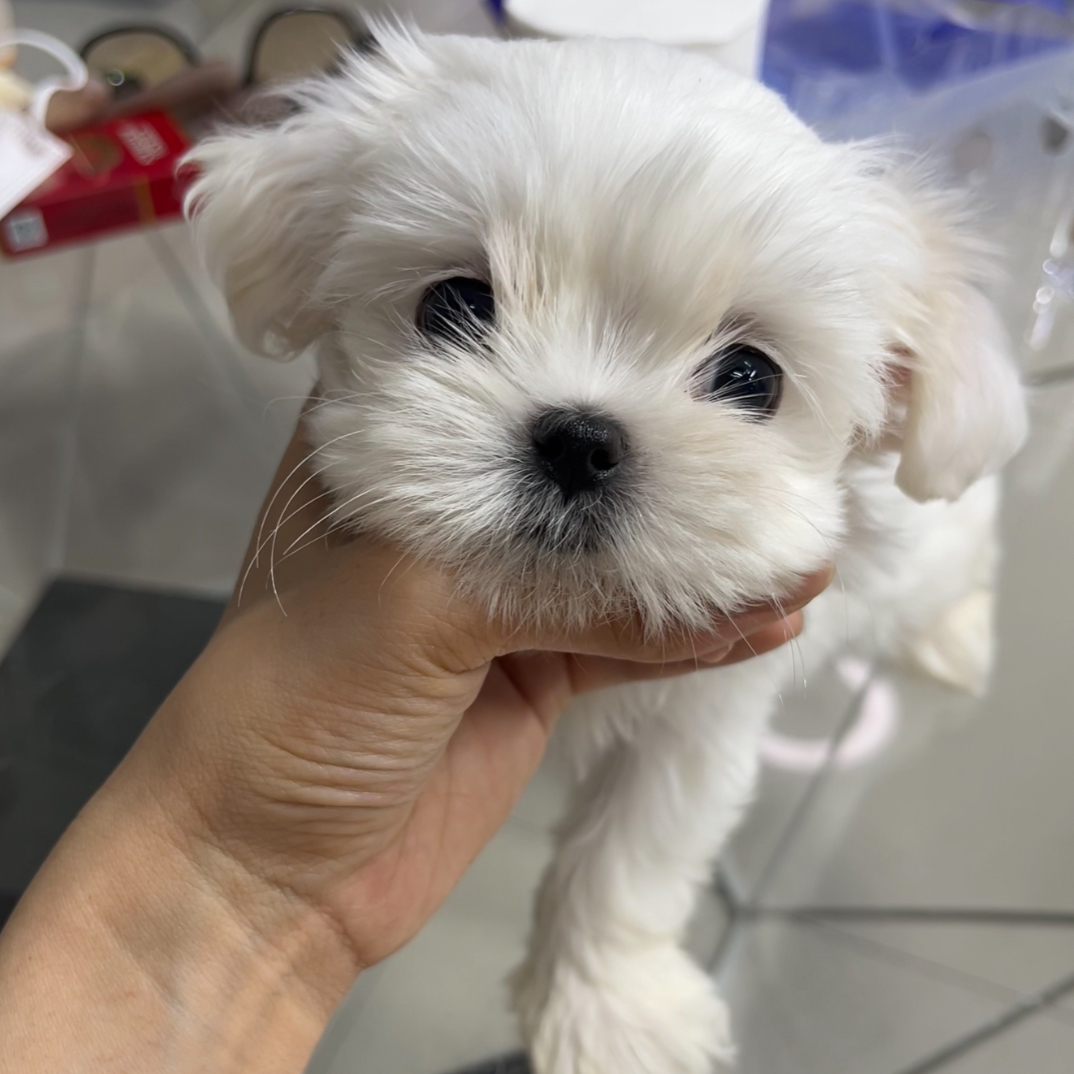韩系马尔济斯宠物狗活体幼犬可爱萌宠家庭伴侣
