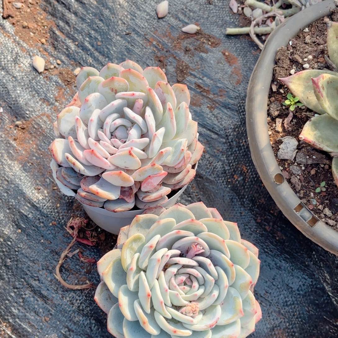 橙梦录。9.9。两颗。   