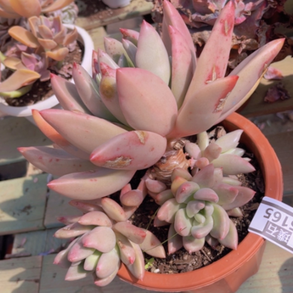 【闪购商品】桃花源25165