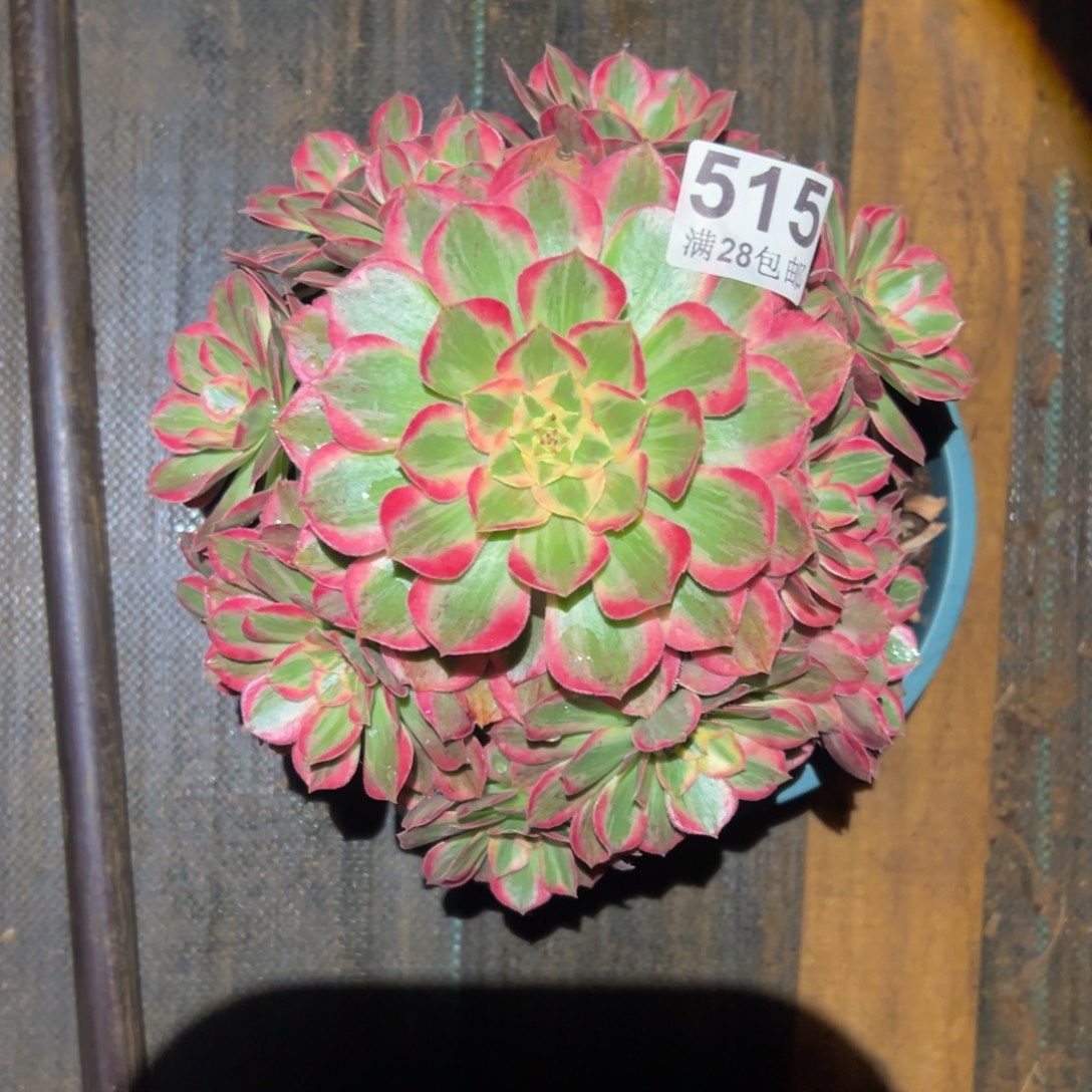 多肉植物515赤子心