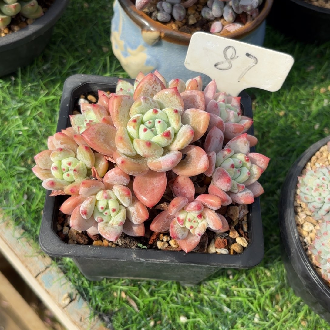 么***龙87dghhjjjjkkkkjj多肉