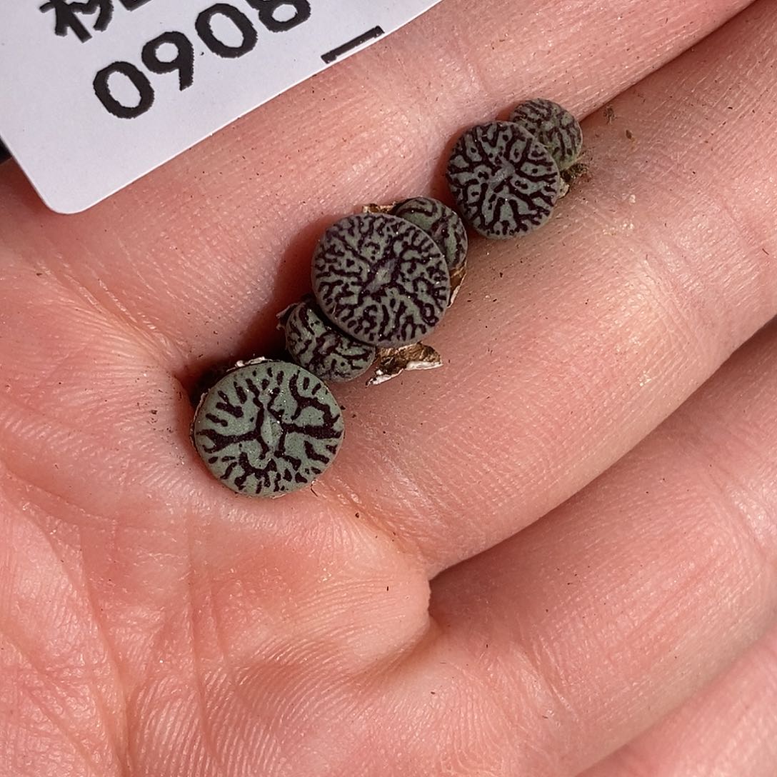 0908-67-超墨福利。 