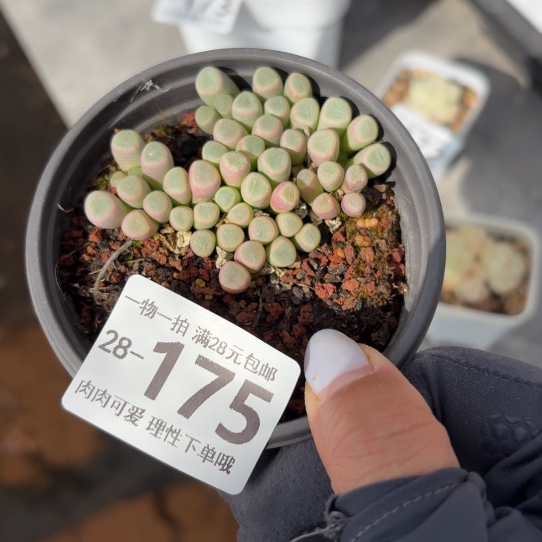 五十玲玉无盆土发货无盆