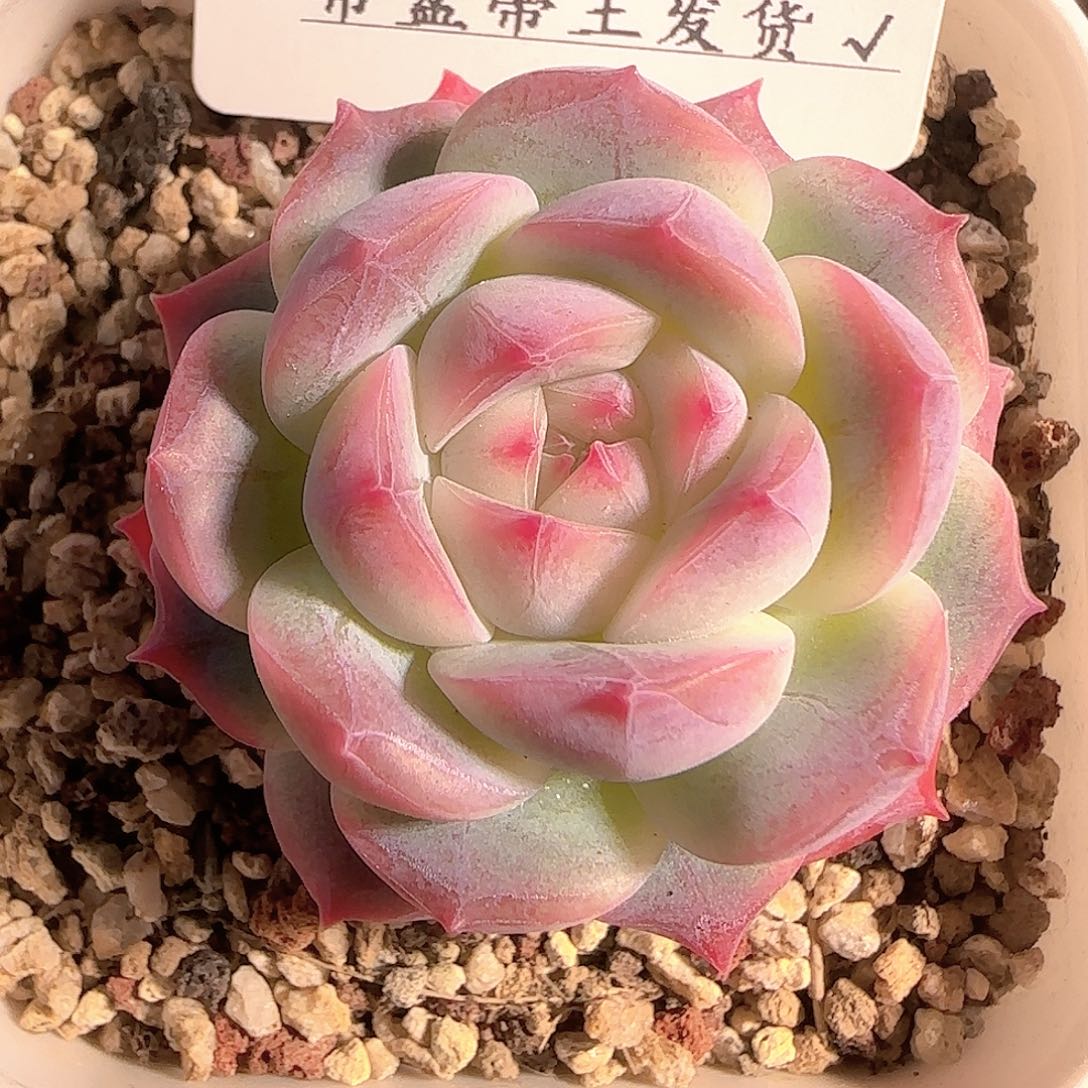 多肉1209-28糖心糖心