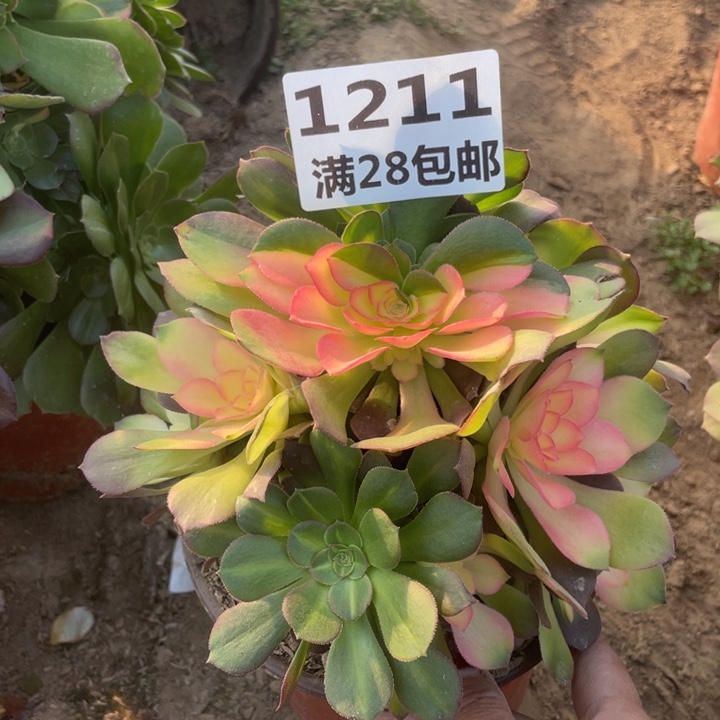 1211雅典娜一号棚C