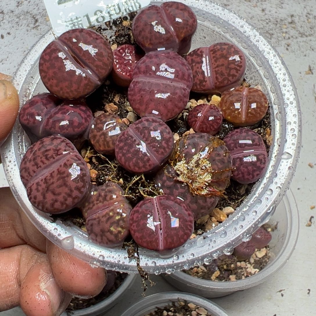 【闪购商品】 222。       