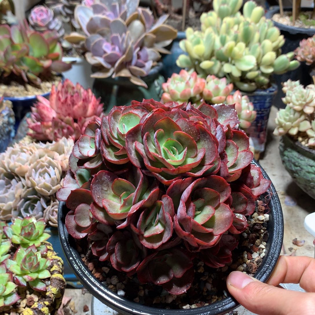 秀妍玫瑰多肉植物henvjin