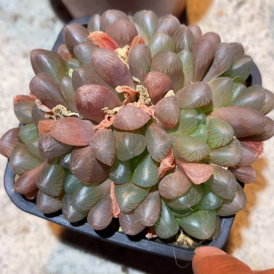 满38包邮2天凑单，脱土晾根发货多肉植物玉露群