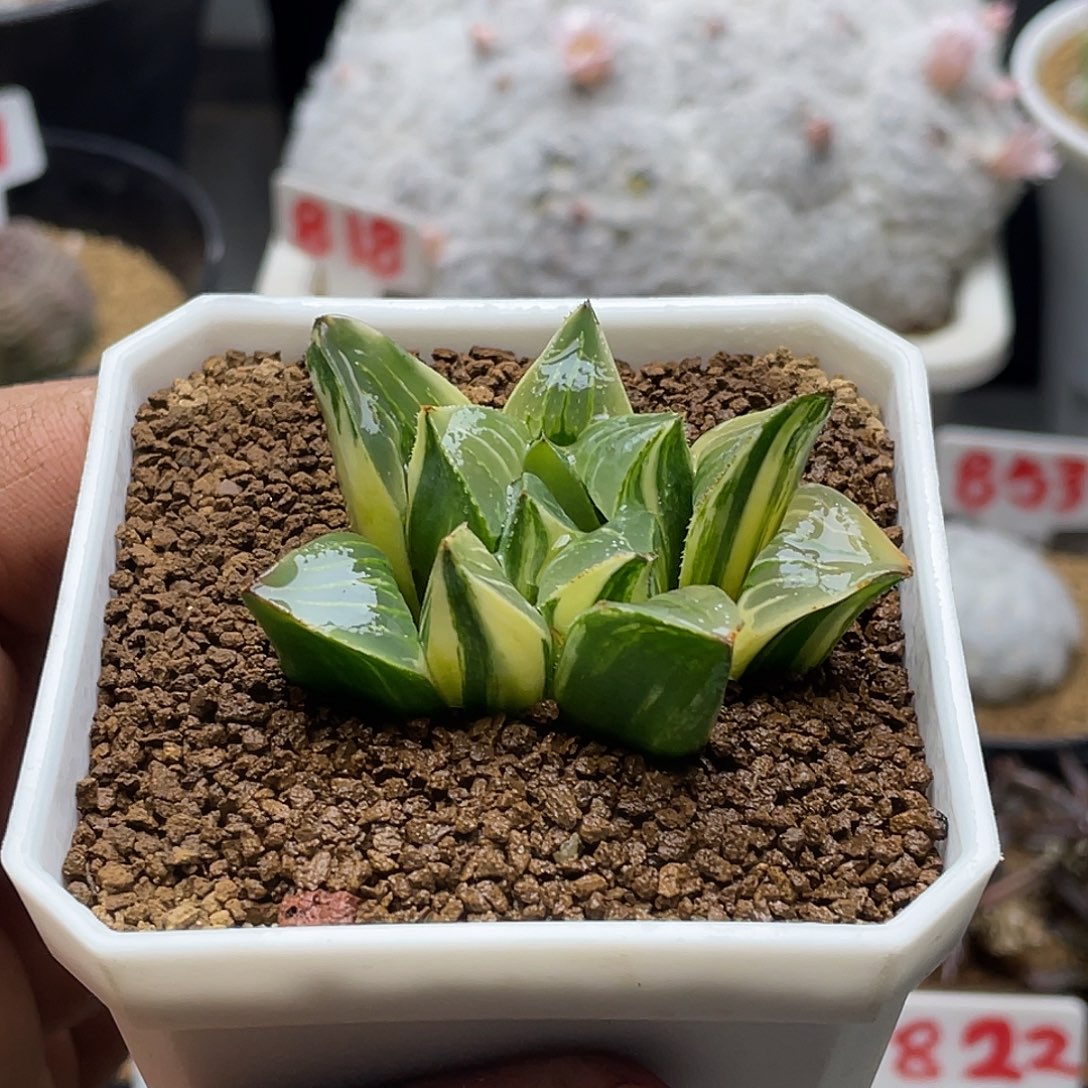 实生丸叶姬寿拉丝锦