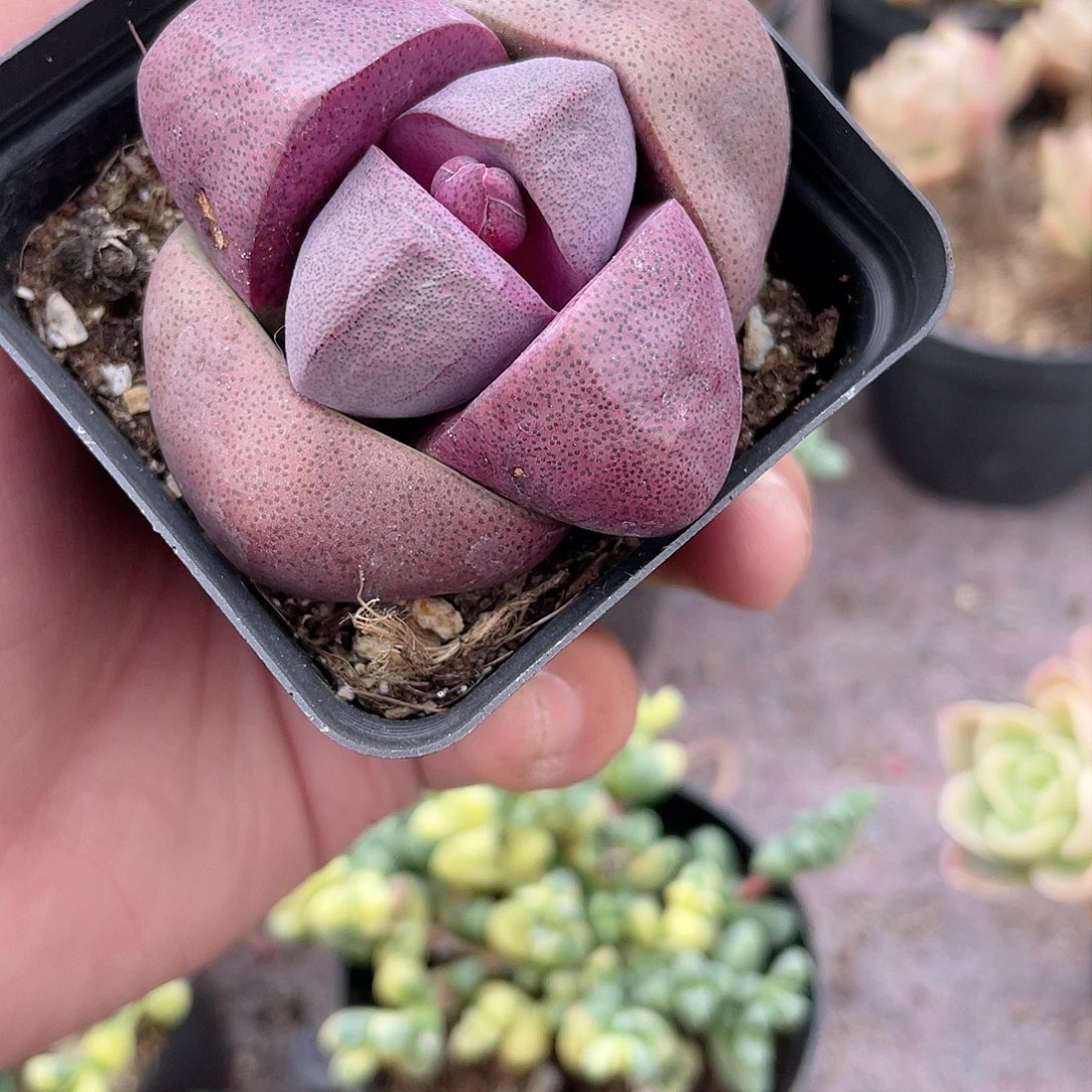 0321  红帝玉  六月六