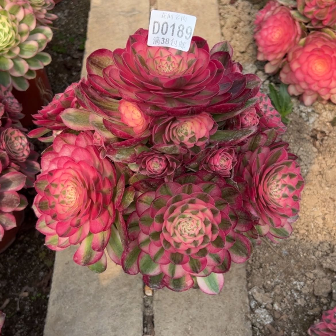 【闪购商品】龙**哥189荔枝多肉