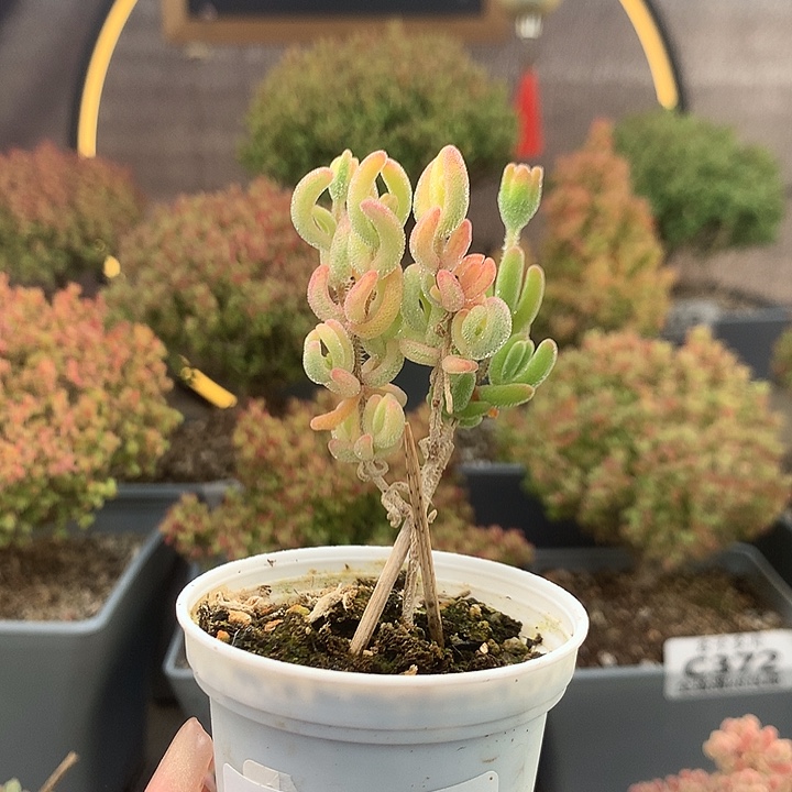 c443白闪光枝干番杏