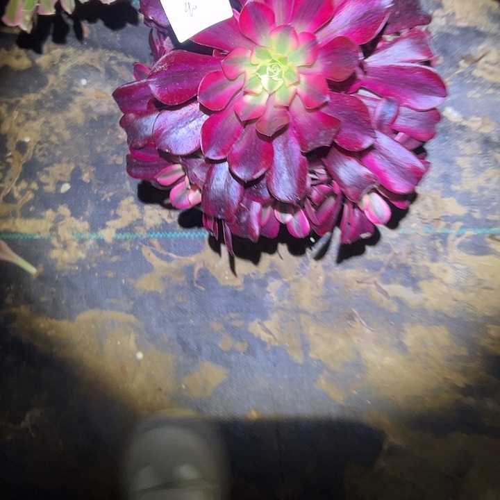 百**坊多肉法师植物链接40