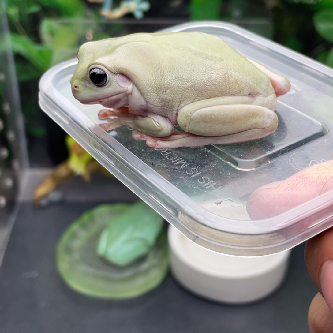 老爷树蛙蓝眼青柠