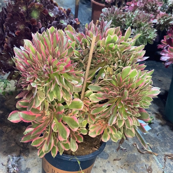 女神缀多肉植物74 