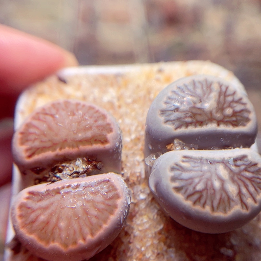 440号带盆包邮发货