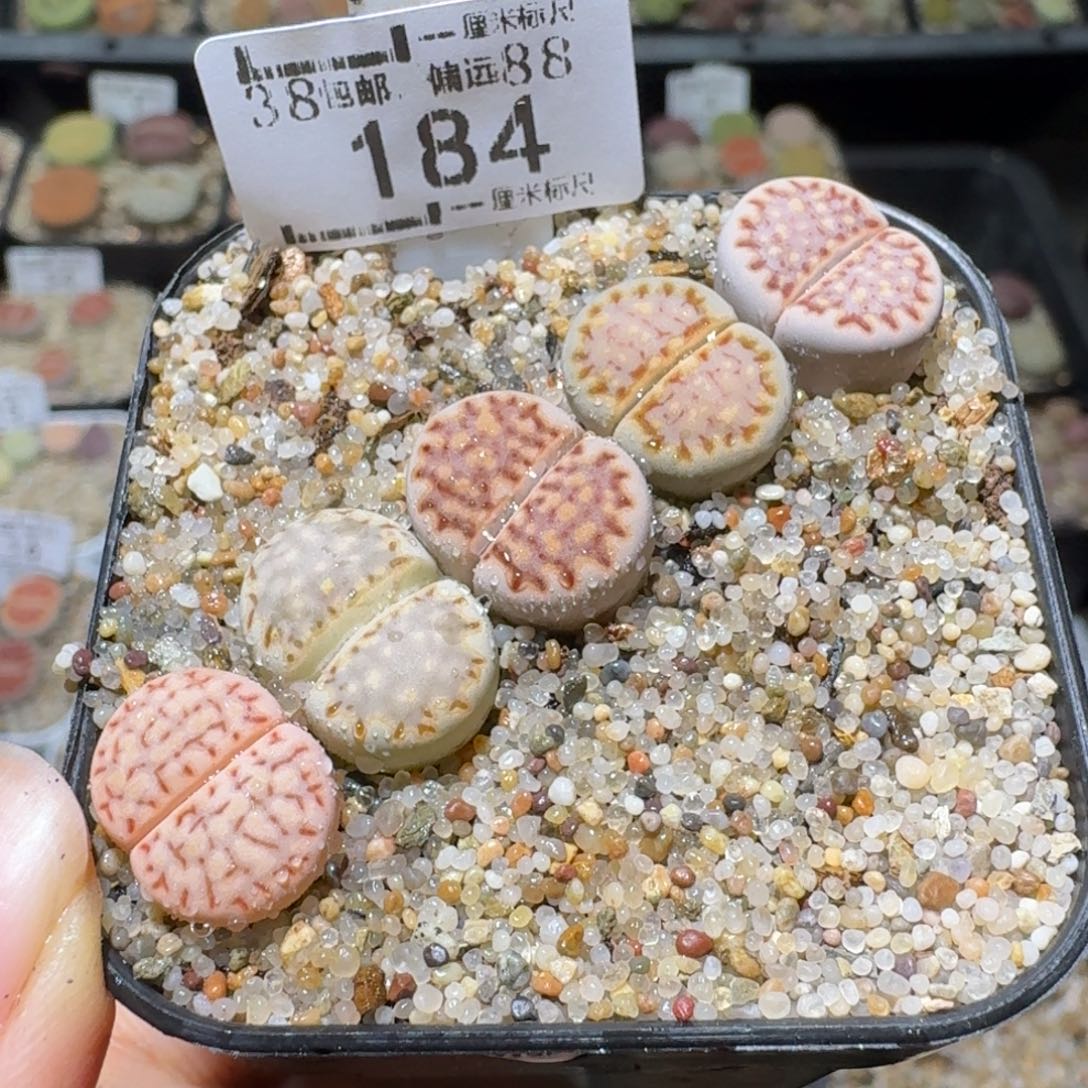 暖***WSsss清货价便宜出184