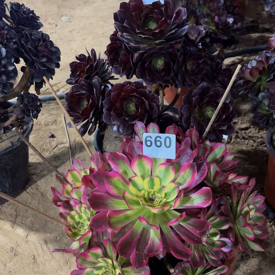 十****）多肉植物一物一拍660 661