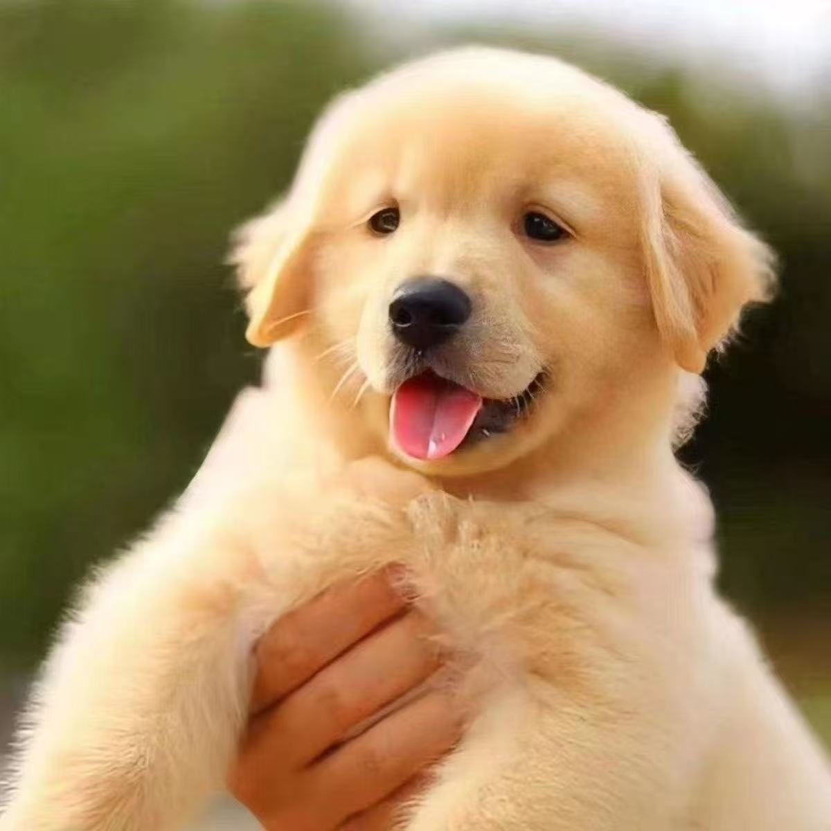 一物一拍金毛活体幼犬活泼可爱适合家养