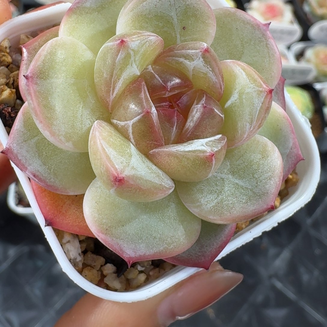 1211-74-30系列混单头一颗多肉