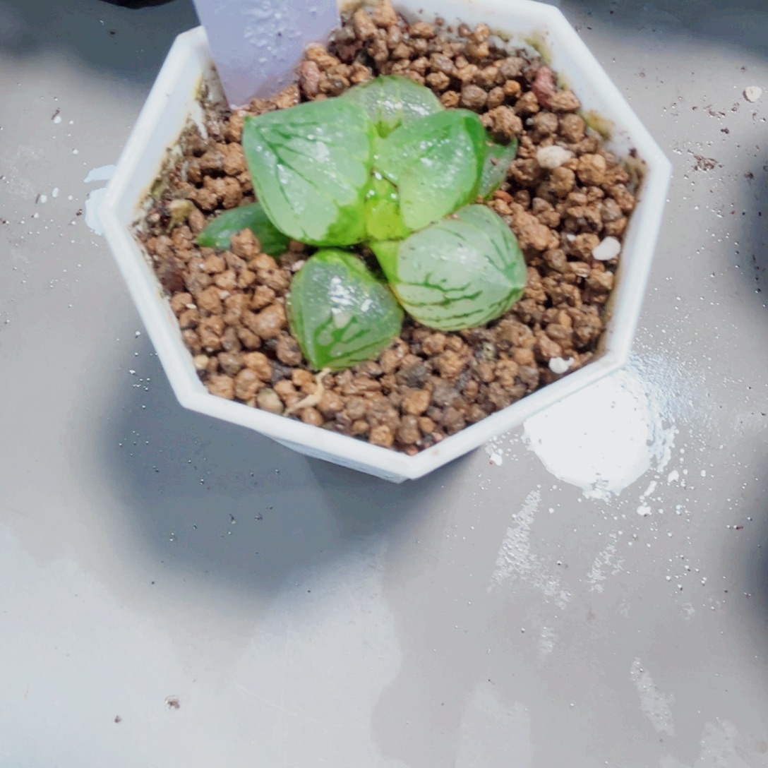 虞美人多肉植物6666