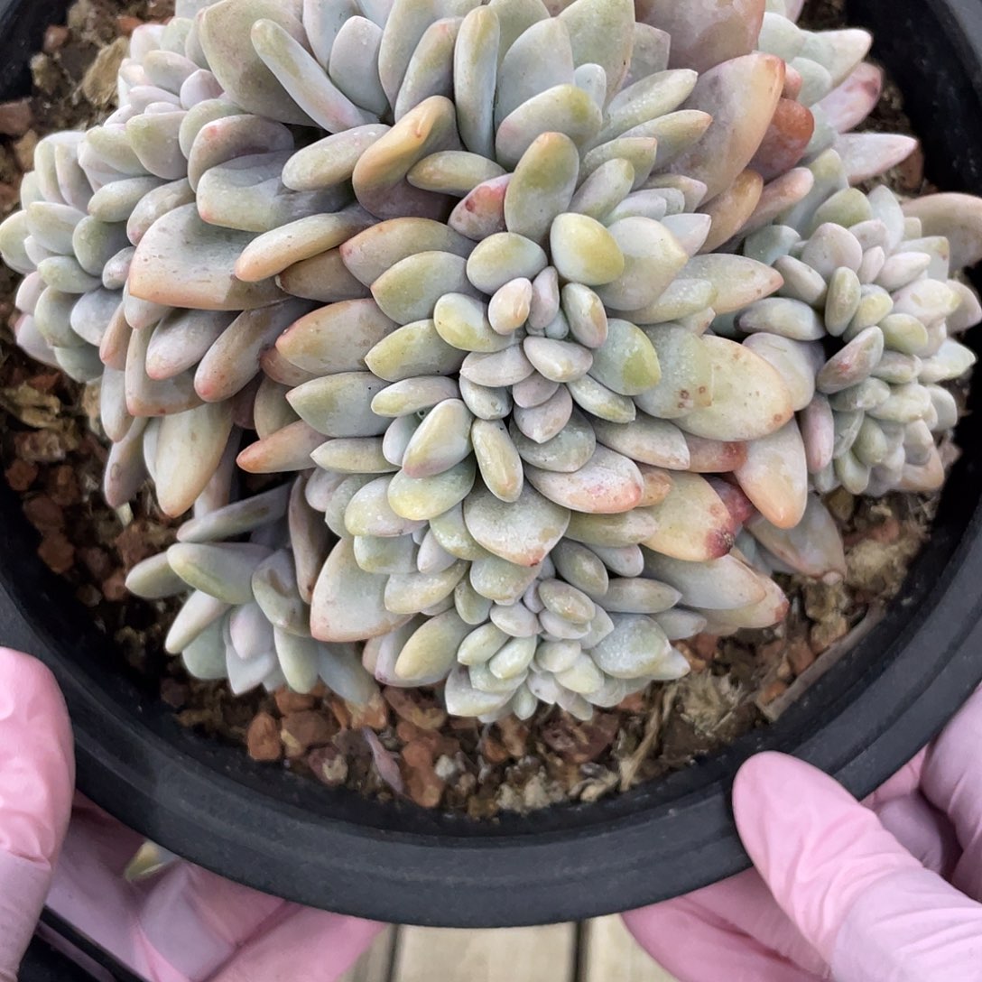 粉兔满天星朵朵缀化。  