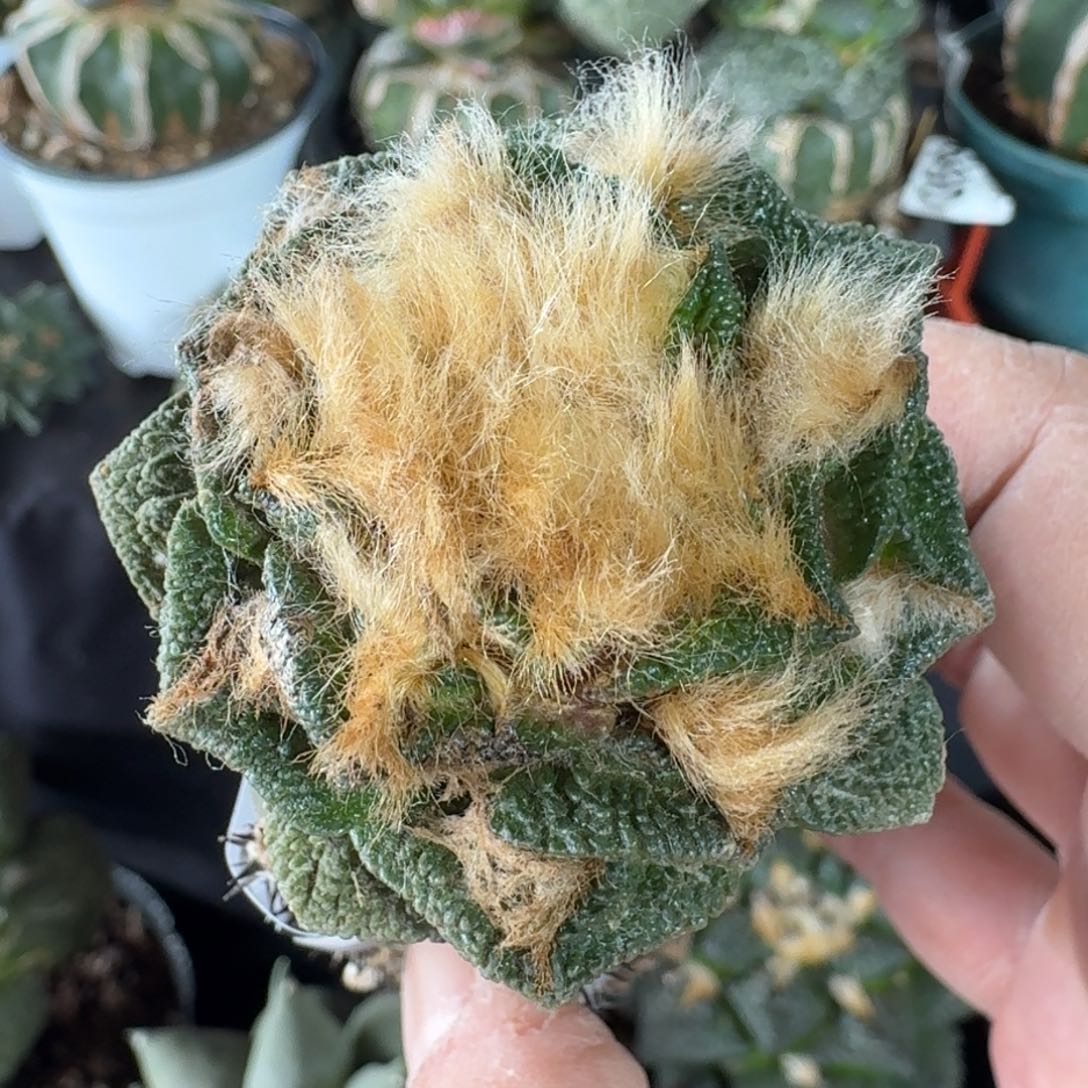 【闪购商品】金毛大尤螺旋辛顿495