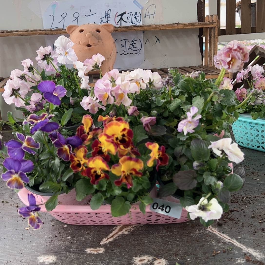 【闪购商品】040号