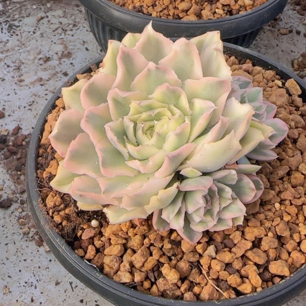 【闪购商品】紫蝴蝶锦19.9