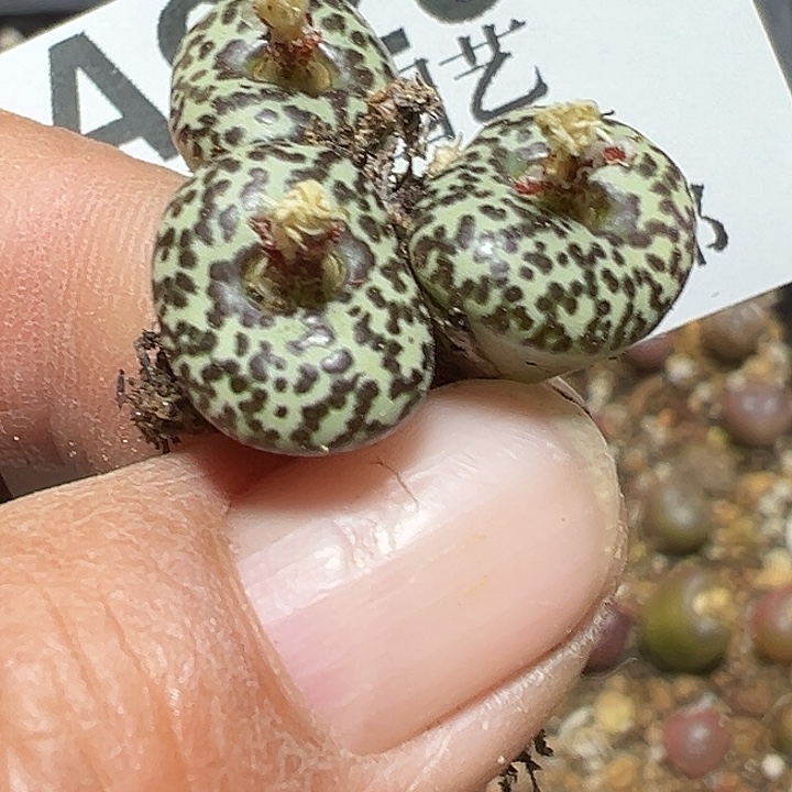 920号安贞多肉植物