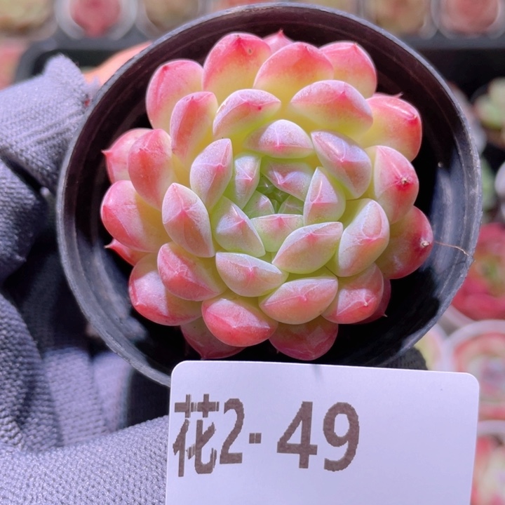 花利美 2-49糖心新品