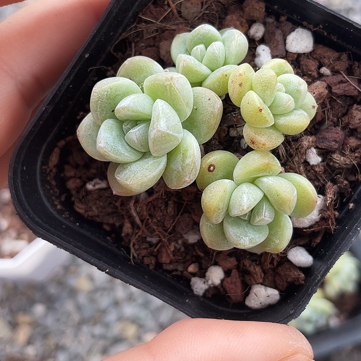 一我一拍冰玉4头