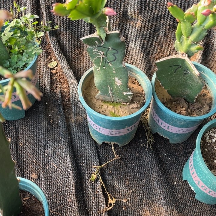 超***女50号073，000000000000