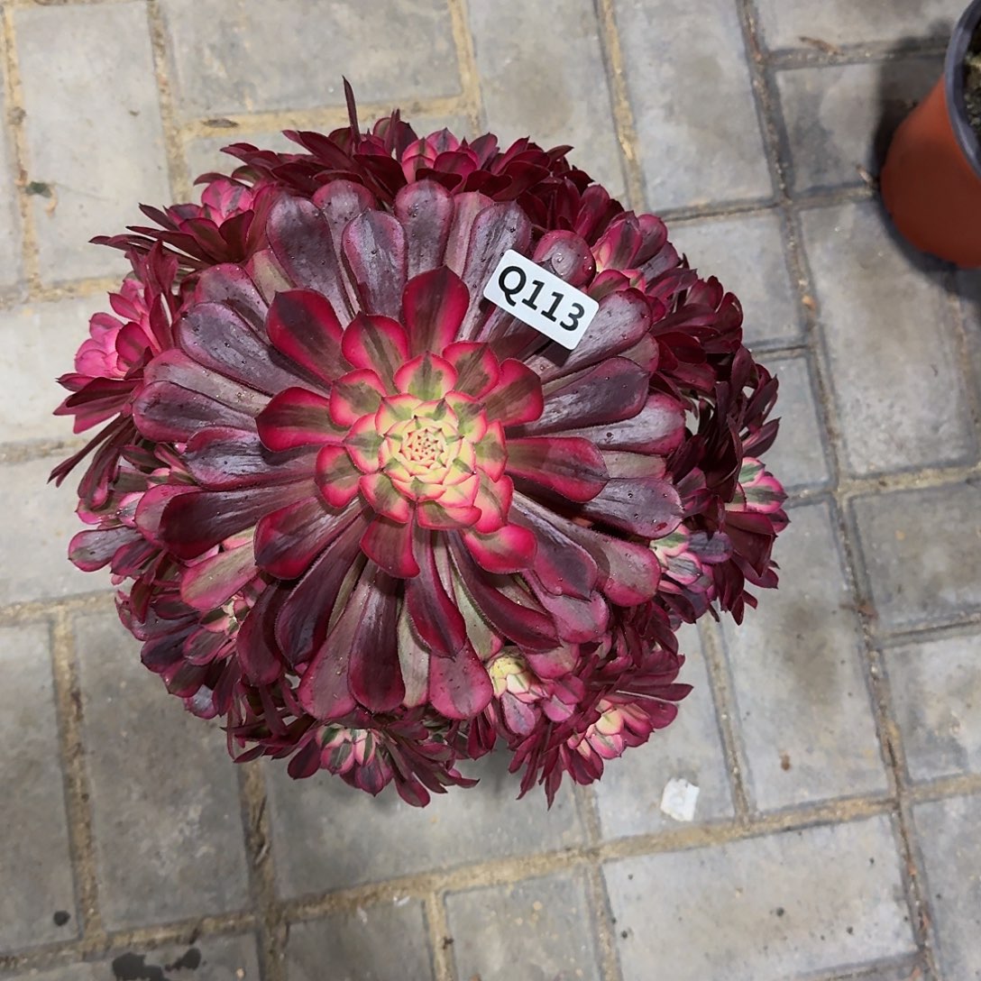 香*113红铜白44冠服30左右